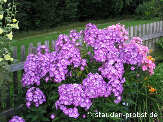 Phlox paniculata 'Uspech' - Staudenphlox