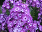phlox-paniculata-uspech