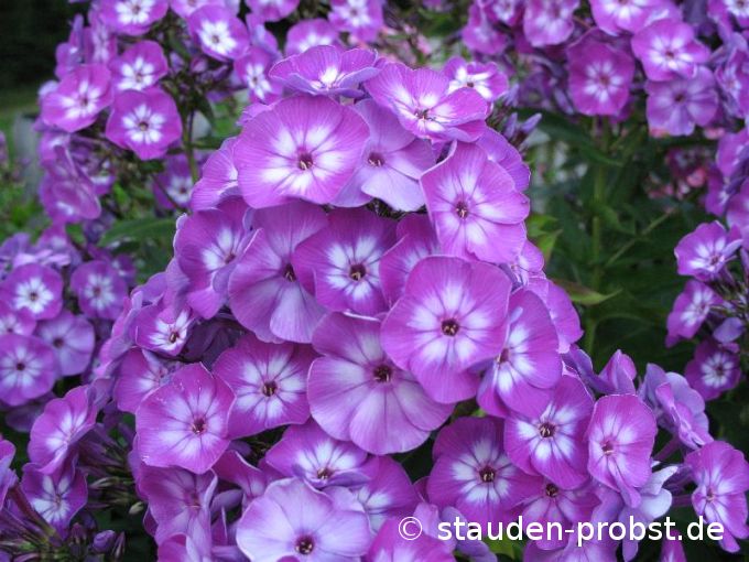 Phlox paniculata 'Uspech' - Staudenphlox