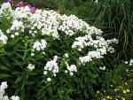 phlox-paniculata-weiss-2