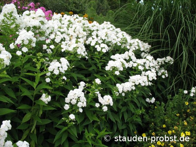 Phlox paniculata 'Wei&szlig;' - Staudenphlox