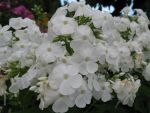phlox-paniculata-weiss
