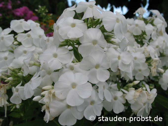 Phlox paniculata 'Wei&szlig;' - Staudenphlox