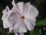 phlox-paniculata-zartrosa