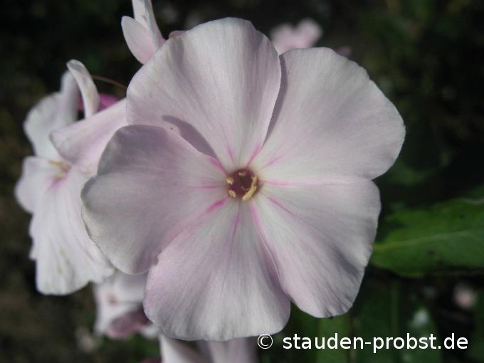 Phlox paniculata 'Zartrosa' - Staudenphlox