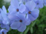 phlox-stolonifera-blue-ridge-2