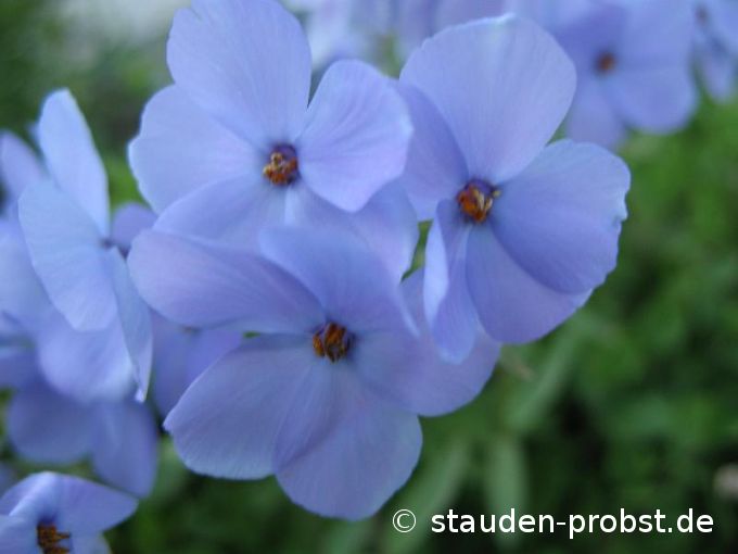 Phlox stolonifera 'Blue Ridge' - Wanderphlox