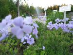 phlox-stolonifera-blue-ridge-3