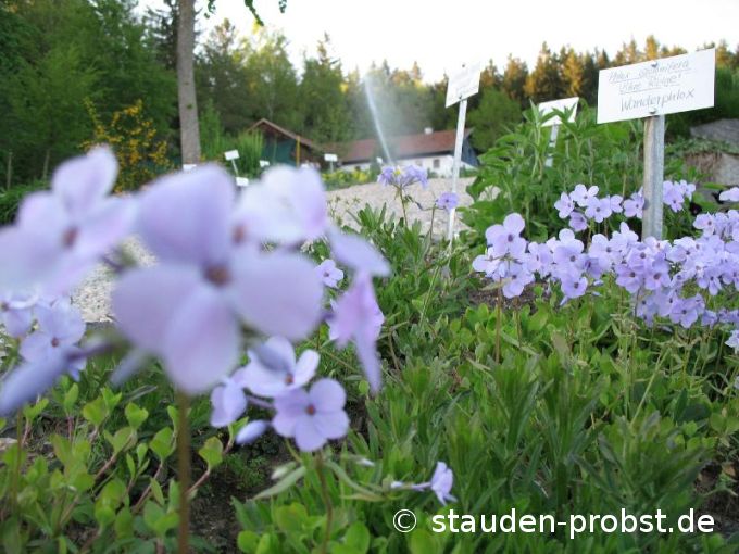 Phlox stolonifera 'Blue Ridge' - Wanderphlox