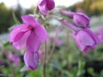 phlox-stolonifera-mary-bell-frei