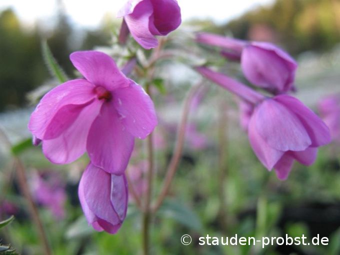 Phlox stolonifera 'Mary Bell Frei' - Wanderphlox