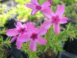 phlox-subulata-alexander-surprise