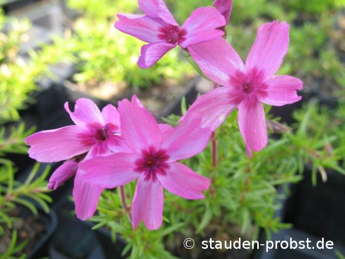 Phlox subulata 'Alexander Surprise' - Polsterphlox