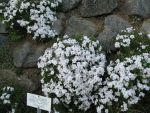 phlox-subulata-amazing-grace-3