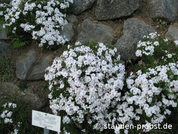 Phlox subulata 'Amazing Grace' - Polsterphlox