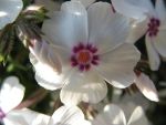 phlox-subulata-amazing-grace