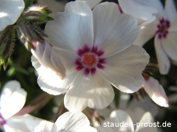 Phlox subulata 'Amazing Grace' - Polsterphlox