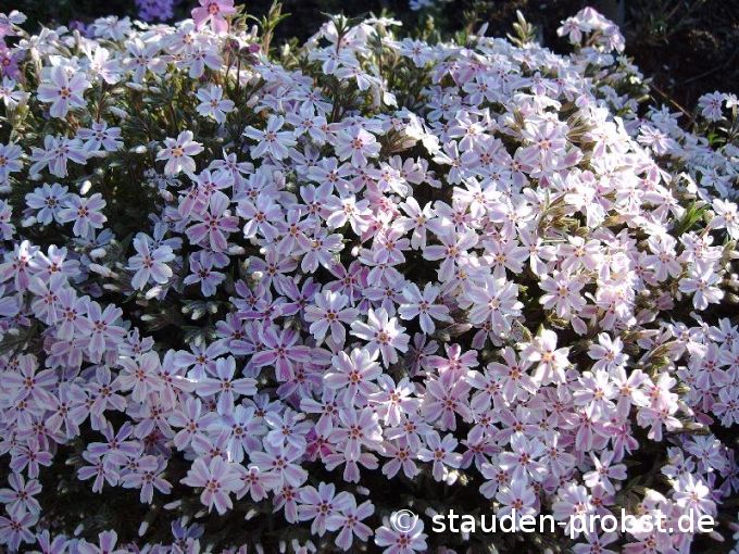 Phlox subulata 'Candy Stripes' - Polsterphlox