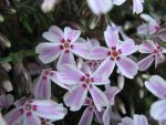 phlox-subulata-candy-stripes-3