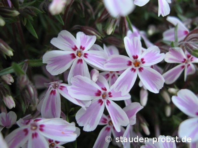 Phlox subulata 'Candy Stripes' - Polsterphlox