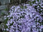 phlox-subulata-cushion-blue-2