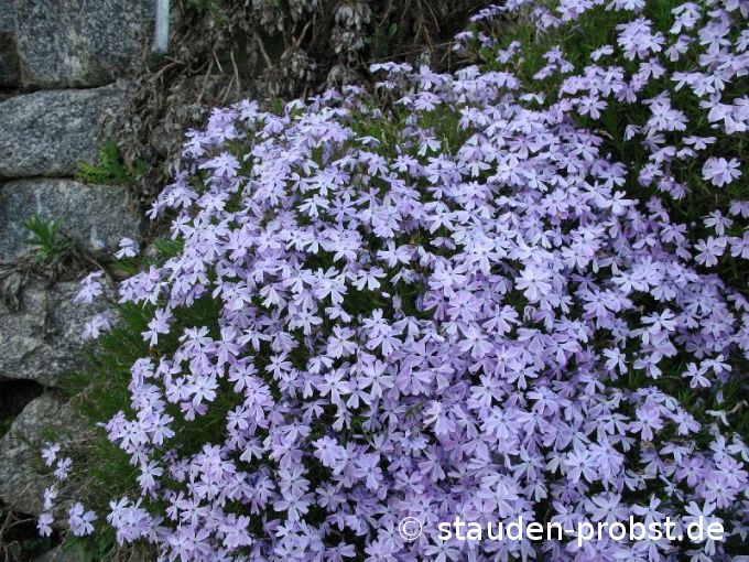 Phlox subulata 'Cushion Blue' - Polsterphlox