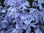 phlox-subulata-cushion-blue