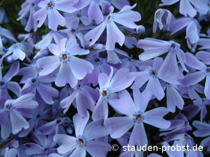 Phlox subulata 'Cushion Blue' - Polsterphlox