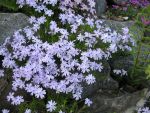 phlox-subulata-lila-4
