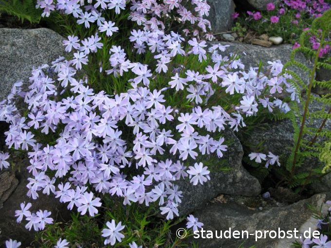 Phlox subulata 'Lila' - Polsterphlox