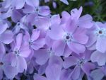 phlox-subulata-linners-traum-3