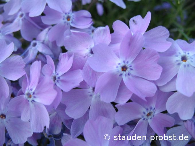Phlox subulata 'Linner's Traum' - Polsterphlox