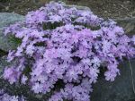 phlox-subulata-linners-traum-4