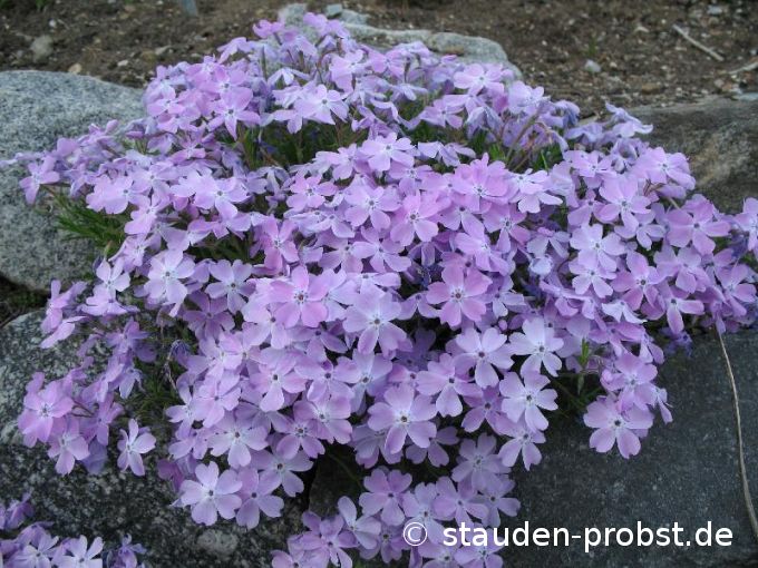 Phlox subulata 'Linner's Traum' - Polsterphlox