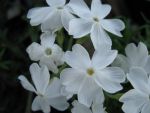 phlox-subulata-maischnee