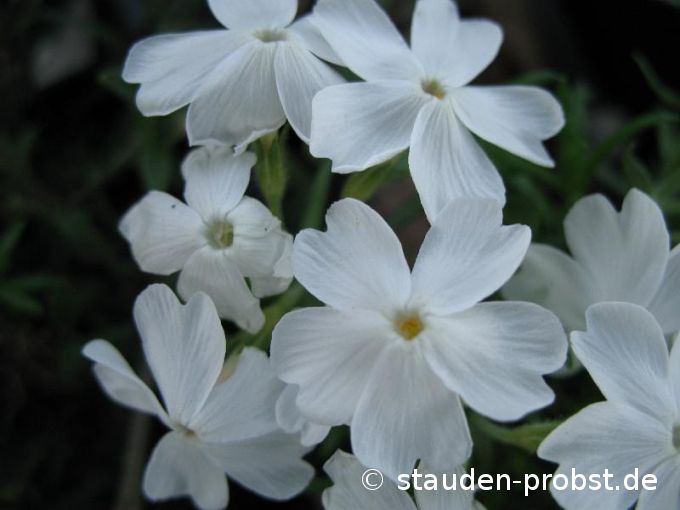 Phlox subulata 'Maischnee' - Polsterphlox