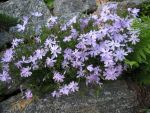 phlox-subulata-moerheimii-2