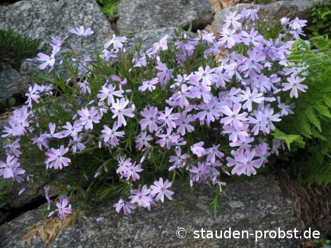 Phlox subulata 'Moerheimii' - Polsterphlox
