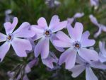 phlox-subulata-moerheimii