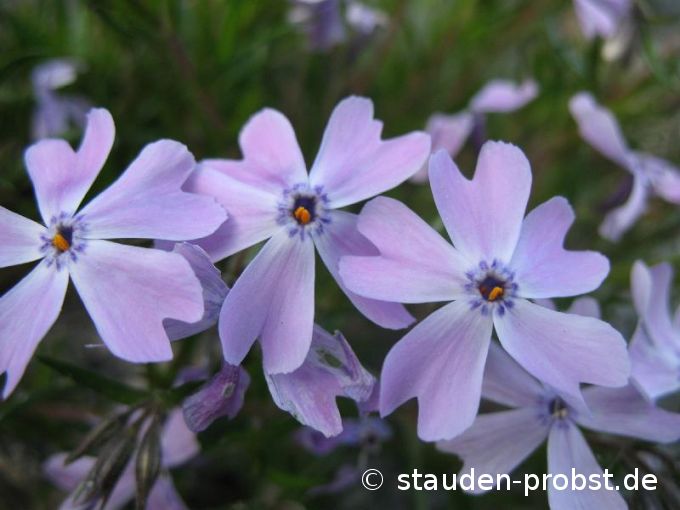 Phlox subulata 'Moerheimii' - Polsterphlox