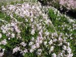 phlox-subulata-petticoat-2