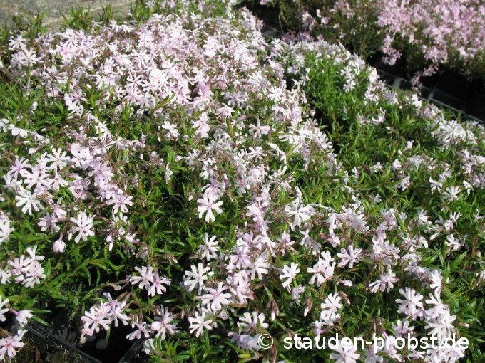 Phlox subulata 'Petticoat' - Polsterphlox