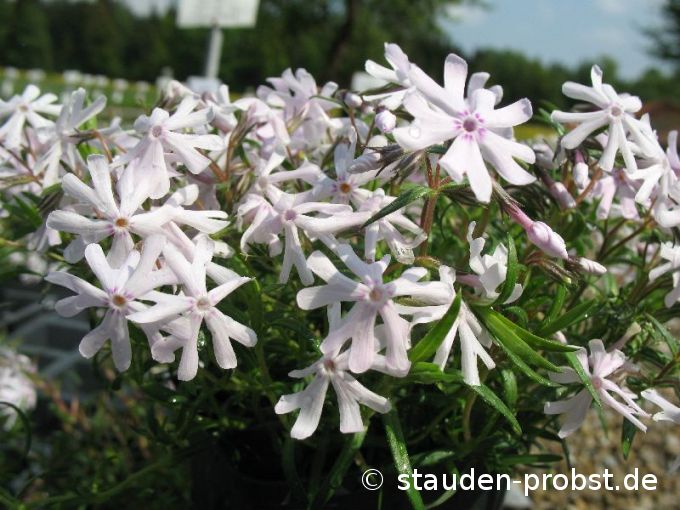 Phlox subulata 'Petticoat' - Polsterphlox
