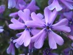 phlox-subulata-purple-beauty-3