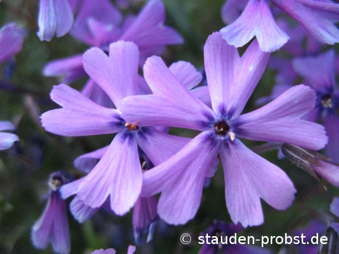 Phlox subulata 'Purple Beauty' - Polsterphlox