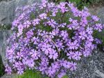 phlox-subulata-purple-beauty-4