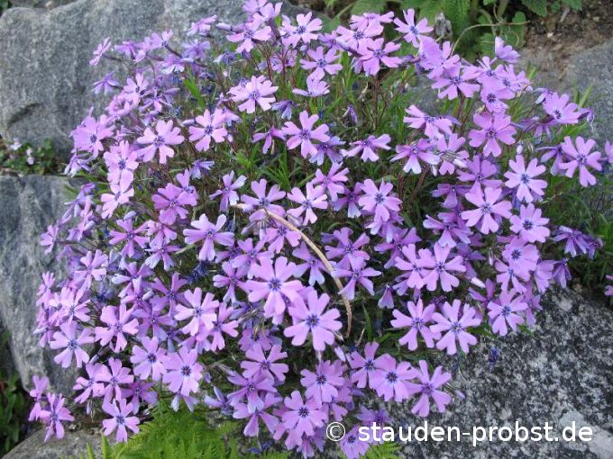 Phlox subulata 'Purple Beauty' - Polsterphlox