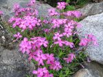 phlox-subulata-rotraud-2