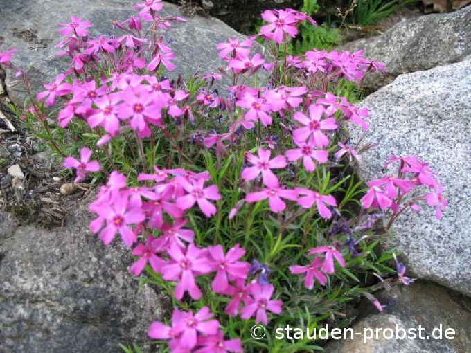Phlox subulata 'Rotraud' - Polsterphlox