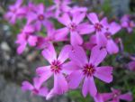 phlox-subulata-rotraud